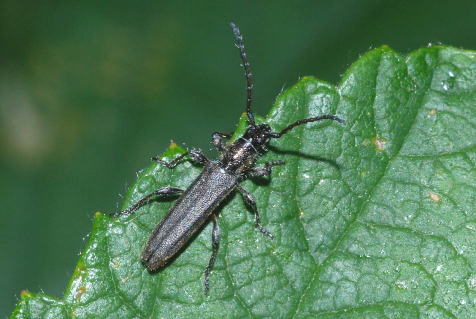 Cerambiycidae da det.: Deilus fugax